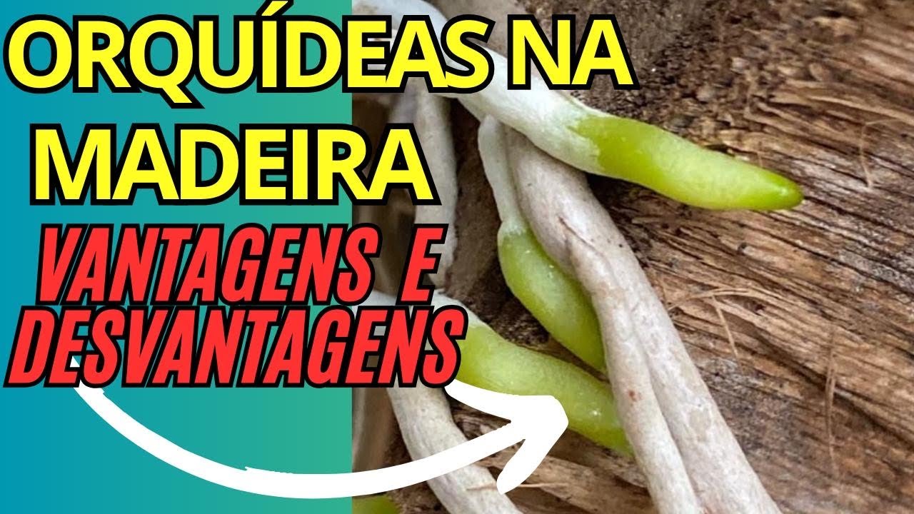 Super ENRAIZAMENTO das orquídeas nestas madeiras!!!