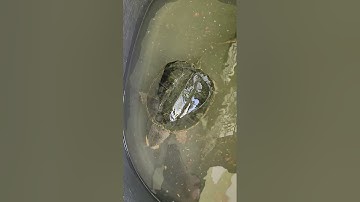 Chia tay cá dĩa (thứ 7-8) chết vào bụng rùa common to