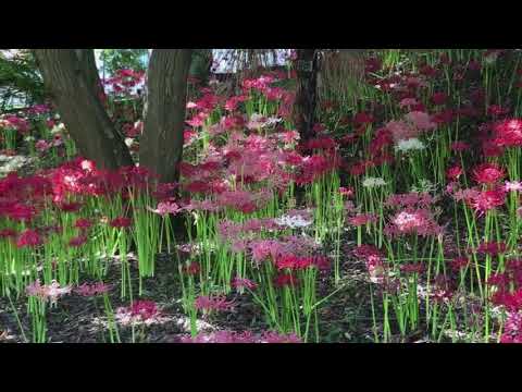 【かにが沢公園の曼珠沙華 (フルHD)】 神奈川県 座間市 September.21.2017 cluster amaryllis