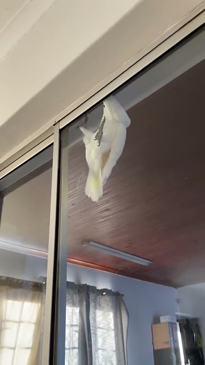 I Marcel Celli Cell try my best everyday to be the biggest pain 😉🤣🤣🤣💩 #cockatoos #adoptdontshop #pet