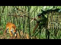 Survival instinct being chased by wild animals quickly finding shelter snakes attacking people