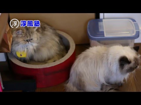 淳風塾テレビCM「美人姉妹篇」 続編