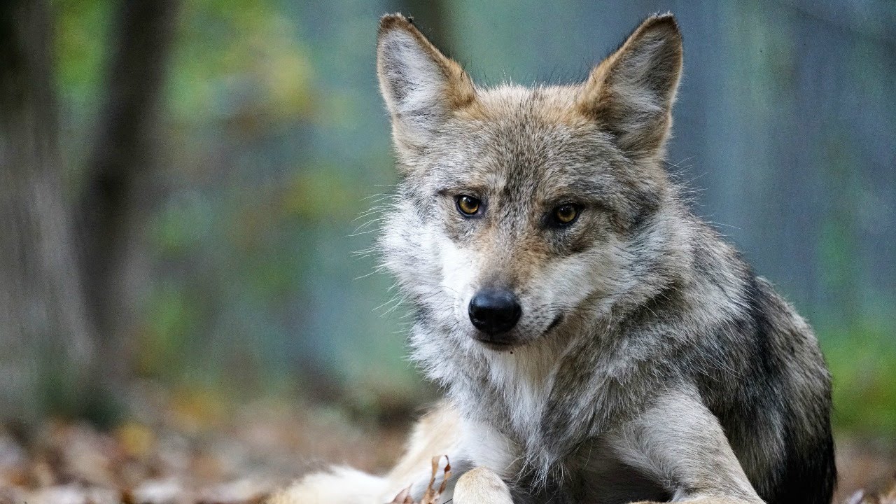 Wolf School 3: Exploring the ethics of captivity for conservation