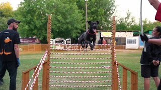 APBT Shadow Pit Legion aka RaMzan. Dog show &quot;Jump&#39;n&#39;Gym 2023&quot;