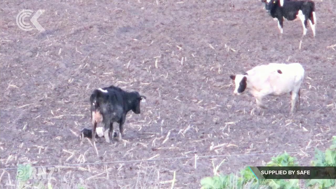 new zealand currency Cows forced to give birth in muddy fields – SAFE