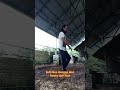 Manfaat Latihan beban #aderai #calisthenics #fitness #gym #motivation #exercise #health #sports #fit