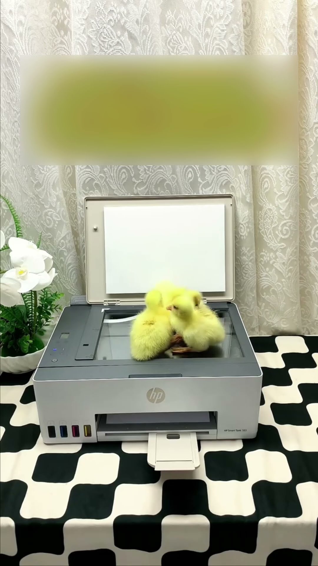Photocopies of chicks #shortsvideo