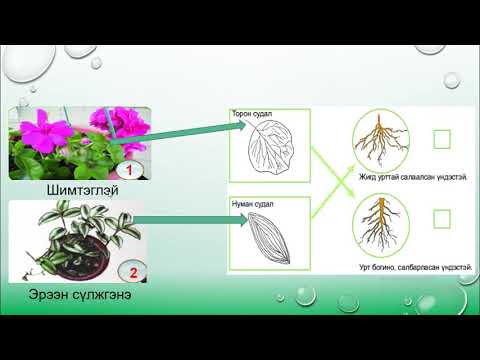 Видео: Ургамлын навчны хэлбэр