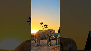 An Elephant Strolls Through Palmwag Lodge at Sunset! 🐘 @NamibiaCam