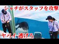 鴨川シーワールドのシャチが販売スタッフを襲う!! 逃げ出すスタッフ危機一髪 kamogawaseaworld