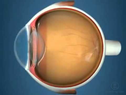 Роговица глаза человека: строении и функции
