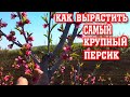 Секреты выращивания КРУПНОГО персика  / the secret of growing large peaches