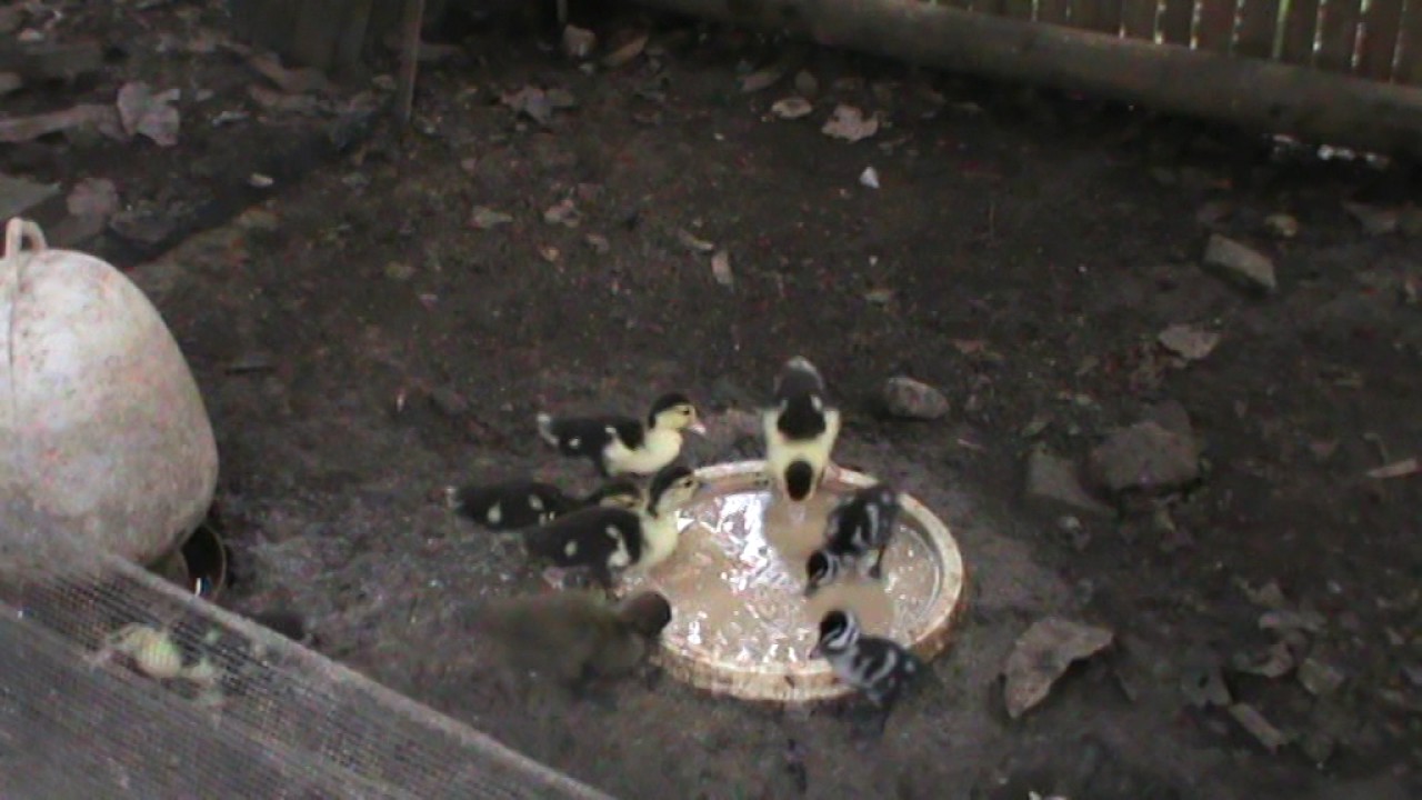 Whistling Duck Merawat Anakan Burung Belibis Itik Serati Bebek