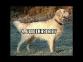 Top 10 Smartest Dog Breeds in the World #shorts