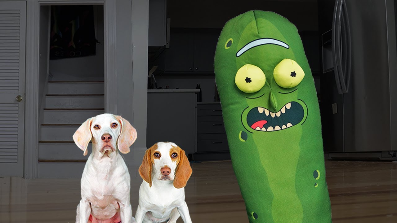 ⁣Dogs vs Giant Zombie Pickle: Funny Dogs Maymo & Indie Battle Pickle Rick from Rick & Morty