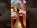 কী বিড়াল 🐱🐈 তার প্রতিভা।#cat #funny #reels