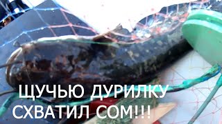 51 Поставили Дурилки На Щуку, А Попался Сом!!!//Russia Volga Fishing Som