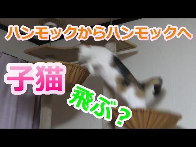 子猫の子猫によるキャットタワーの登り方講座