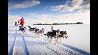 Top Dogs: The Canadian Open Dog Sled Racers sprint for the championship in Northern BC