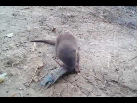 Aksi Kucing Air Regol Makan Ikan Youtube