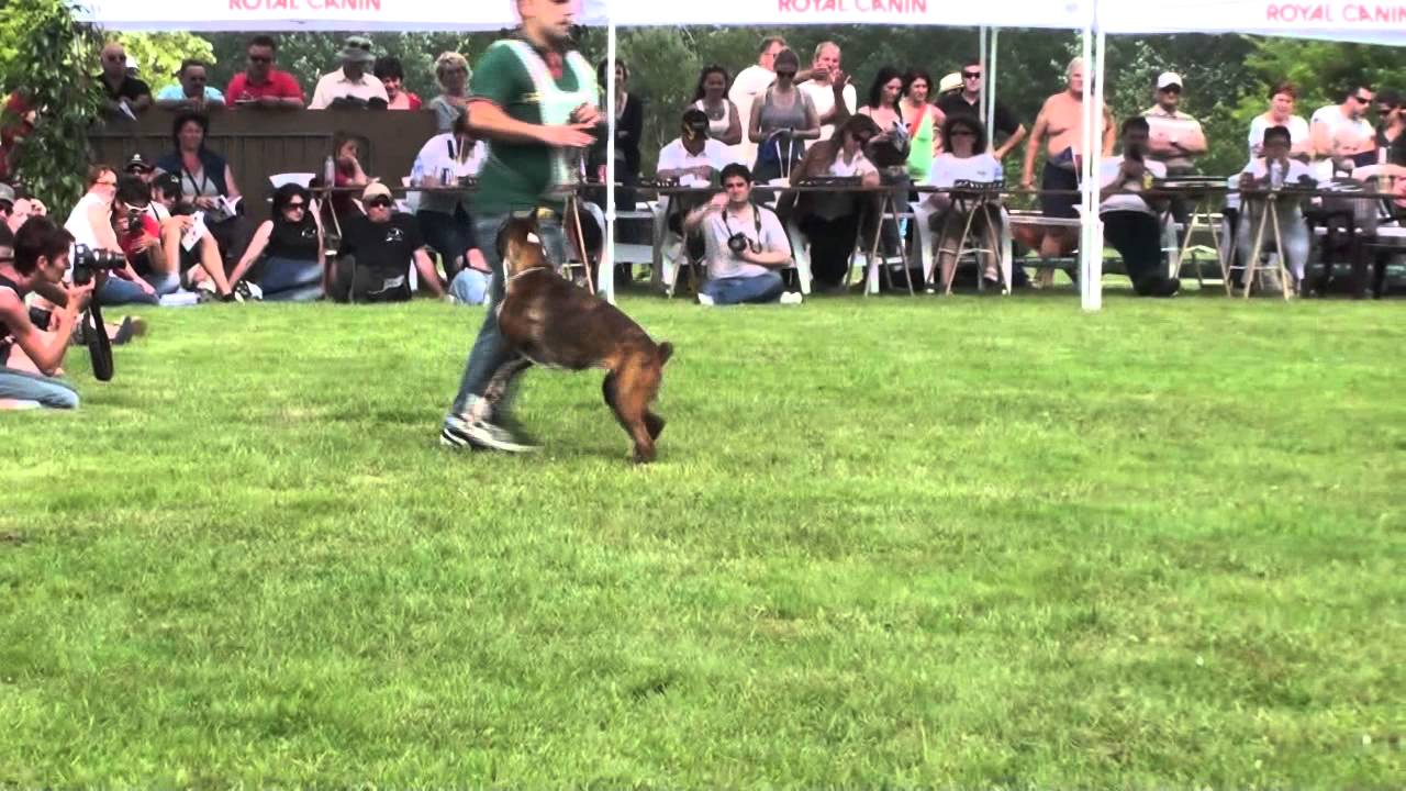 Atibox 2012 - Junior Class Brindle Females Final - The Boxer - www.the-boxer.com