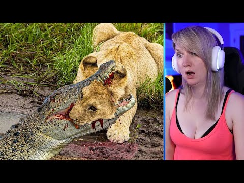 15 Most Aggressive Fighting Moments Of Lions And Crocodiles Part 1 | Pets House