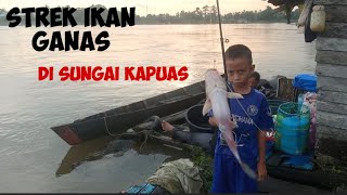 Strek Ikan Ganas Di Sungai Kapuas