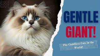 Ragdoll Cats: Everything You Need to Know About This Gentle Giant