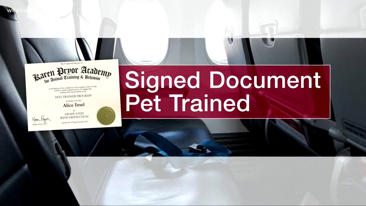 Emotional support animals on planes