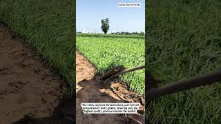 Efficient Post-Harvest Processing: Precision Trimming for Market-Ready Produce #shorts