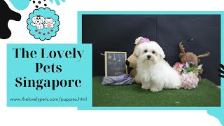 The Lovely Pets Singapore - Pet Shop Singapore | Puppies For Sale | Dog Grooming | Puppies Singapore