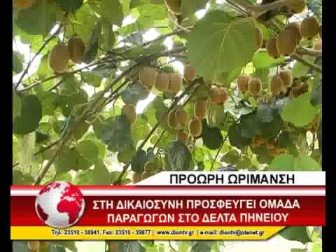 Video: Aktinidia Tartışması