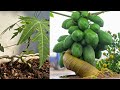 How to bending papaya trees bonsai papaya