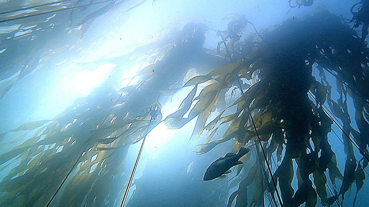 The Liquid Playground | Freediving the PNW