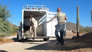 Colt starting trailer loading and laying down