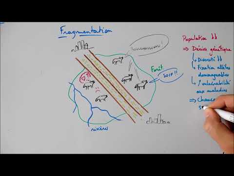 Vidéo: Comment la fragmentation se produit-elle en biologie?