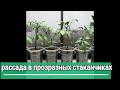 👩🏻‍🌾🌱👍МОЖНО ЛИ ВЫРАЩИВАТЬ РАССАДУ В ПРОЗРАЧНЫХ ПЛАСТИКОВЫХ СТАКАНЧИКАХ