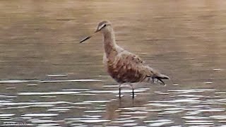 Hudsonian Godwit in Eagle Marsh, Fort Wayne, IN