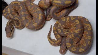 Famous GHI black head poss black pastel x Banana clutch! Profile