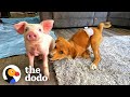 Fragile Puppy Needed The Perfect Sized Friend To Play With | The Dodo Odd Couples