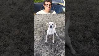 Try Not To Laugh 😂💦 (Dogs Doing Flips)