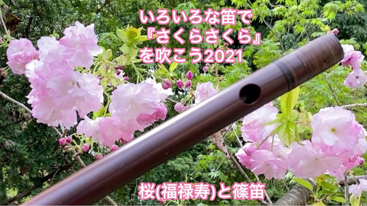 煤竹製篠笛 七本調子『さくらさくら』呉竹仁史 - YouTube