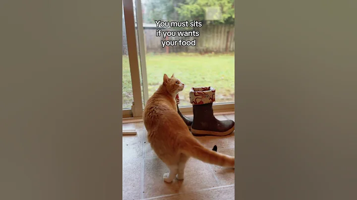 Video 11655251: kitten kitty funnycats cutecat, cat cutecat funnycats kitty, kitten cute kitty funnycats, kitten cutecat funny kitty, cat feeding kittens