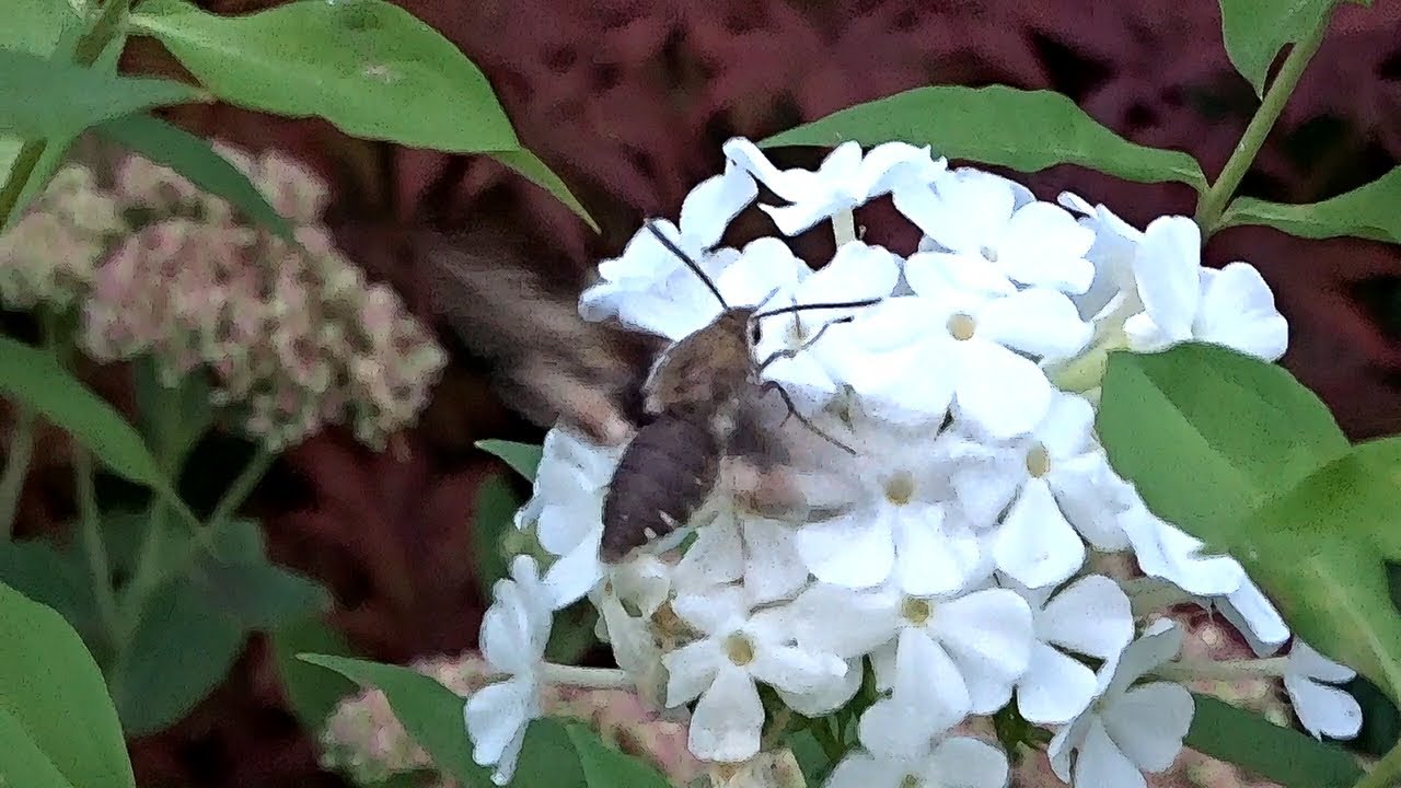 Die SCHWÄRMER auf den PHLOXEN