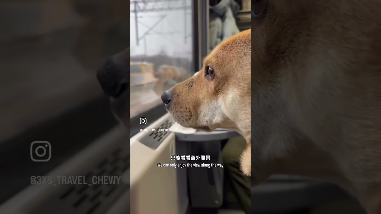 狗狗不知道自己在去波蘭的火車上 | 中大型狗寵物友善旅行 | 長途火車 | 歐洲 | 跟著初一去旅行 | #berlin #travel #deutschebahn #dogs #pets 縮圖