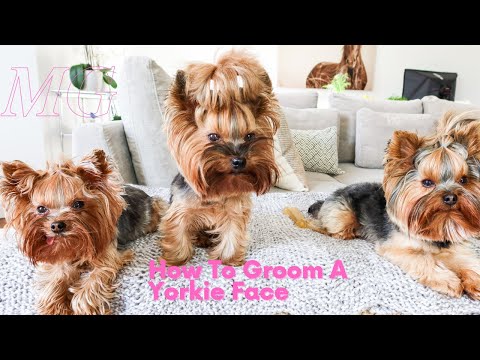 How To Groom A Yorkie Face | How To Clean Yorkie Eyes