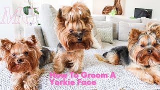How To Groom A Yorkie Face | How To Clean Yorkie Eyes