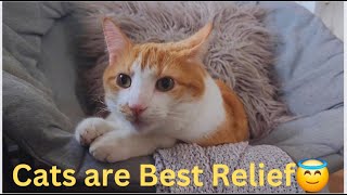 Cats are the Best Hooman Relaxation  Funny Cat Videos will Make you Laugh Watch till the End