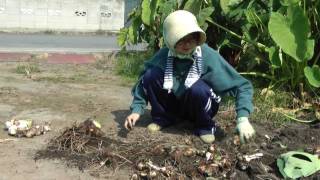 里芋堀り Taro Harvest Youtube