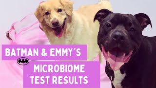 Batman and Emmy's Animalbiome Microbiome Test Results:  A Follow-up to the Power Of Poo Episode